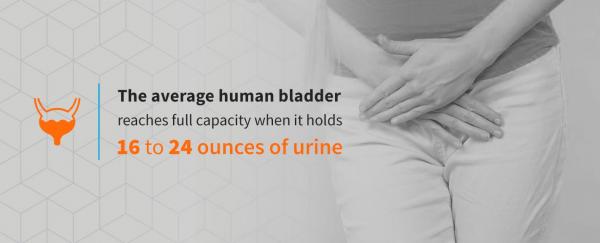 what is the role of the bladder 